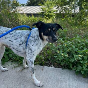 Hailey -  Terrier and Australian Cattle Dog Blue Heeler Dog for Adoption in South Houston, Texas - Hailey | PetCurious