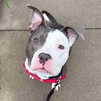 Pomegranate -  Mixed Breed Dog for Adoption in Pittsburgh, Pennsylvania - Pomegranate | PetCurious