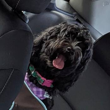Raven -  Poodle and Shih Tzu Dog for Adoption in Jupiter, Florida - Raven | PetCurious
