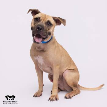 Rescue Terrier Dogs for Adoption in Tampa, Florida - Sulley | PetCurious