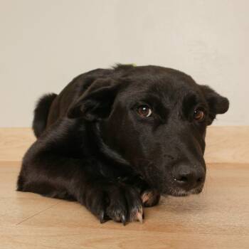 Hilo D71126 -  Dutch Shepherd and German Shepherd Dog Dog for Adoption in Minnetonka, Minnesota - Hilo D71126 | PetCurious