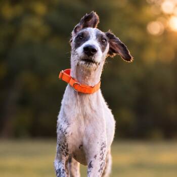 Lynard -  Poodle and Great Dane Dog for Adoption in Huntsville, Alabama - Lynard | PetCurious
