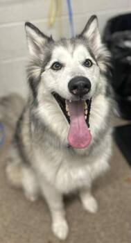 Rescue Husky Dogs for Adoption in Fruit Heights, Utah - Vader | PetCurious
