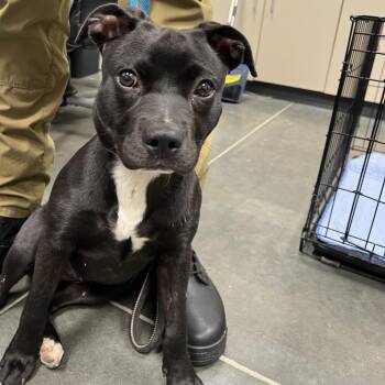 Mixed Breed Dogs Available for Adoption in Dickinson, Texas - Cheyenne | PetCurious