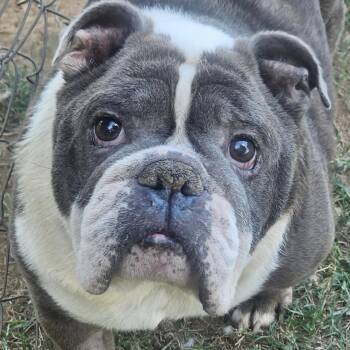 Winston -  English Bulldog Dog for Adoption in Athens, Alabama - Winston | PetCurious