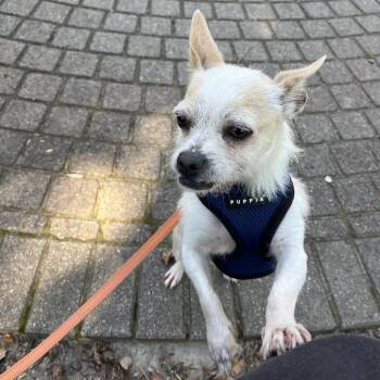 Leona -  Chihuahua and Mixed Breed Dog for Adoption in Northville, Michigan - Leona | PetCurious