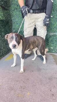 Ki-ana/star evans -  Pit Bull Terrier and Mixed Breed Dog for Adoption in El Paso, Texas - Ki-ana/star Evans | PetCurious