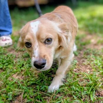 Cocker Spaniel and Terrier Dogs Available for Adoption in Houston, Texas - Mason Eli | PetCurious