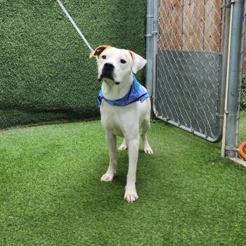 Terrier Dogs Available for Adoption in Oak Point, Texas - Floyd | PetCurious