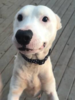 Shepherd and Pit Bull Terrier Dogs Available for Adoption - Sonny | PetCurious