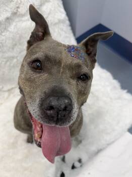 Thelma Tag 859 -  Pit Bull Terrier Dog for Adoption in Central Islip, New York - Thelma Tag 859 | PetCurious