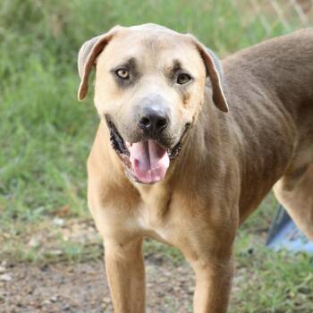 Kai -  American Bully Dog for Adoption in Columbia, South Carolina - Kai | PetCurious