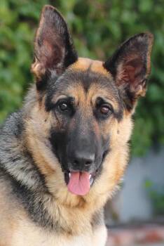 German Shepherd Dog Dogs Available for Adoption in Los Angeles, California - *Samantha Von Saffig | PetCurious