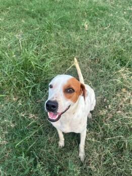 Rescue Great Pyrenees Dogs for Adoption in Sheridan, Texas - Queso | PetCurious