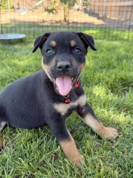 Darwin -  Doberman Pinscher Dog for Adoption in Pleasant Hill, California - Darwin | PetCurious