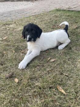 Labrador Retriever Dogs Available for Adoption - Caleo | PetCurious