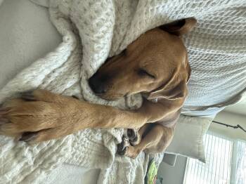 Labrador Retriever Dogs Available for Adoption - Hattie | PetCurious