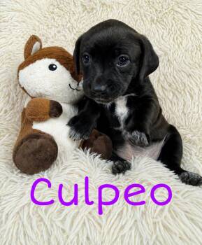 Labrador Retriever Dogs Available for Adoption in Newport, Kentucky - Culpeo | PetCurious