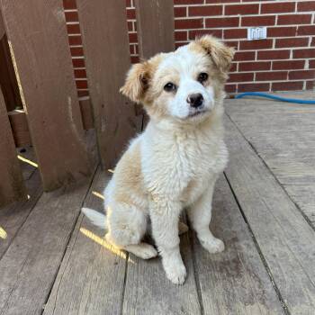 Papillon Dogs Available for Adoption - George | PetCurious