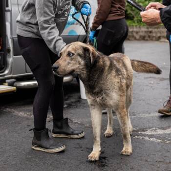 Arthur -  Mixed Breed Dog for Adoption in Portland, Oregon - Arthur | PetCurious
