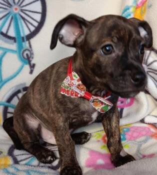 Rescue Chihuahua and Mixed Breed Dogs for Adoption in Heiskell, Tennessee - Playstation | PetCurious