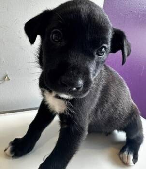 Buggs -  Mixed Breed Dog for Adoption in Winnipeg, Manitoba - Buggs | PetCurious