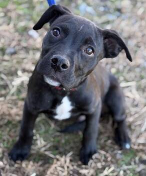 Rescue Boxer and Labrador Retriever Dogs for Adoption in Malvern, Pennsylvania - Bowen | PetCurious