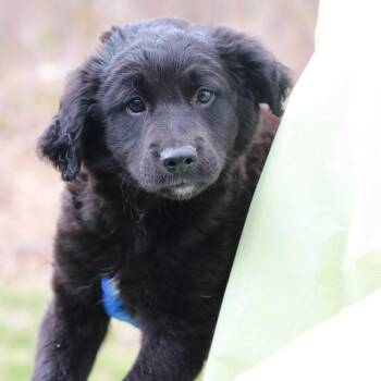 Border Collie and Mixed Breed Dogs Available for Adoption in Eastford, Connecticut - CT Spencer | PetCurious