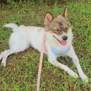 Rina -  Jindo and Chihuahua Dog for Adoption in Danvers, Massachusetts - Rina | PetCurious