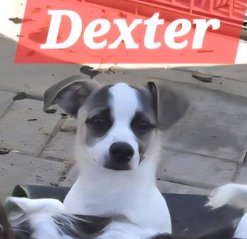 Dexter -  Terrier Dog for Adoption in Fullerton, California - Dexter | PetCurious