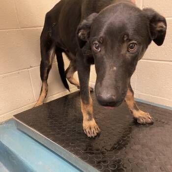 Rescue Mixed Breed Dogs for Adoption in Bartlett, Tennessee - Rio (Formerly Raiden) | PetCurious