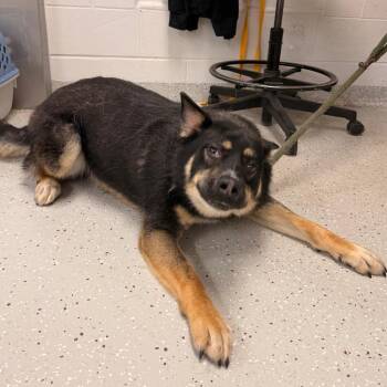 German Shepherd Dog Dogs Available for Adoption in Indianapolis, Indiana - Indigo | PetCurious