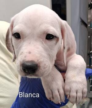 Blanca -  Pointer and Bluetick Coonhound Dog for Adoption in Maynardville, Tennessee - Blanca | PetCurious
