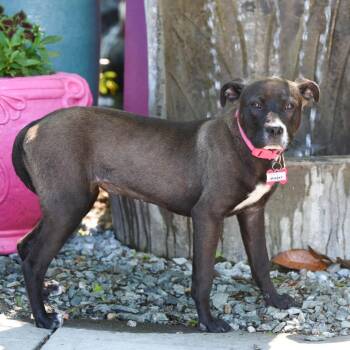 Minsky -  Labrador Retriever Dog for Adoption in Wake Forest, North Carolina - Minsky | PetCurious