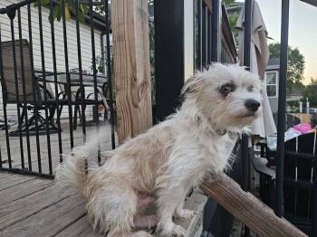 Alvin -  Maltese Dog for Adoption in Aurora, Illinois - Alvin | PetCurious