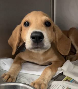 Punky -  Mixed Breed Dog for Adoption in Parma, Ohio - Punky | PetCurious