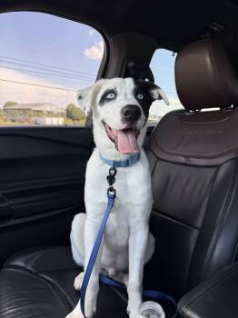 Rescue Australian Shepherd and Catahoula Leopard Dog Dogs for Adoption in Talbott, Tennessee - Beau (Courtesy Post) | PetCurious