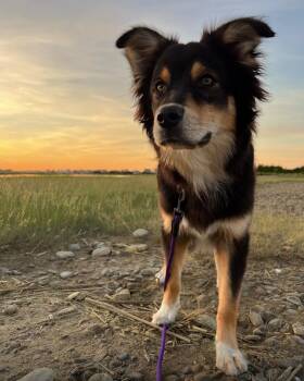Ramsey-ADOPTION FEE SPONSORED -  Australian Shepherd Dog for Adoption in Pembroke, Massachusetts - Ramsey-ADOPTION FEE SPONSORED | PetCurious