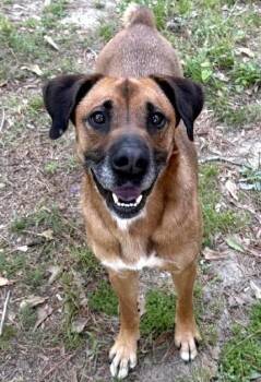 Boxer Dogs Available for Adoption - Tanya | PetCurious