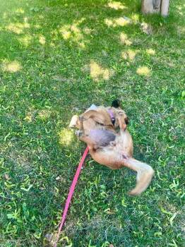 Dachshund and Mixed Breed Dogs Available for Adoption in Fort Collins, Colorado - Lashes | PetCurious