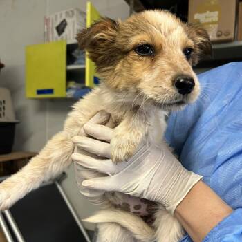 Mixed Breed Dogs Available for Adoption in Moab, Utah - Coraline | PetCurious