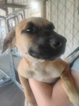 Ellie Mae -  Mixed Breed Dog for Adoption in Lake City, Arkansas - Ellie Mae | PetCurious