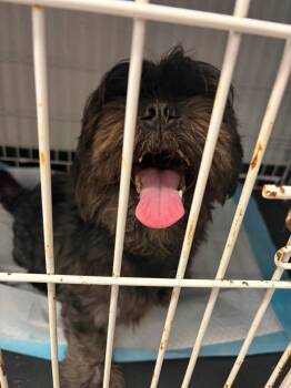 Otis -  Shih Tzu Dog for Adoption in Republic, Missouri - Otis | PetCurious