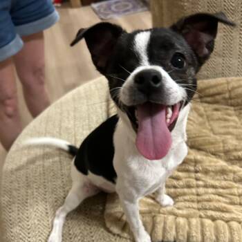 Rescue Chihuahua and Shih Tzu Dogs for Adoption in Houston, Texas - Tilly | PetCurious