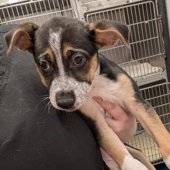 Shepherd Dogs Available for Adoption - JINNY | PetCurious