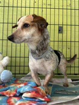 Dachshund and Chihuahua Dogs Available for Adoption in New York, New York - Carolina | PetCurious