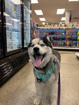 Spirit -  Siberian Husky Dog for Adoption in San Rafael, California - Spirit | PetCurious