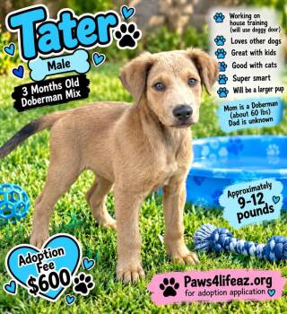 Tater -  Doberman Pinscher Dog for Adoption in San Tan Valley, Arizona - Tater | PetCurious