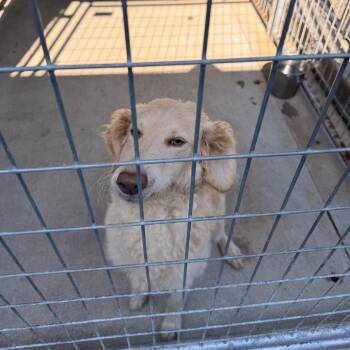 Nessie -  Borzoi and Mixed Breed Dog for Adoption in Columbus, North Carolina - Nessie | PetCurious