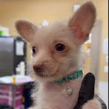 Blaze -  Terrier Dog for Adoption in Palm Springs, California - Blaze | PetCurious